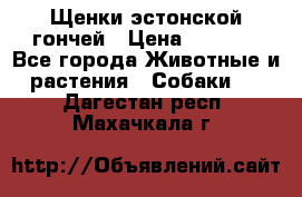 Щенки эстонской гончей › Цена ­ 7 000 - Все города Животные и растения » Собаки   . Дагестан респ.,Махачкала г.